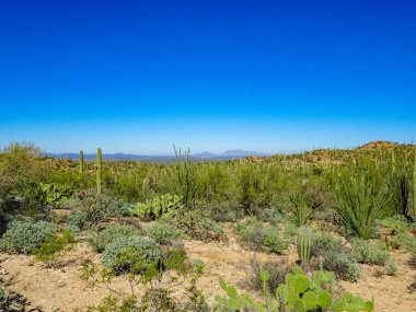 Tucson Arizona Çöl Overlook