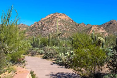 Saguaro Ulusal Parkı Çöl Dağı ve Cuctus