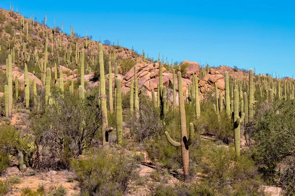 Cactus Saguargo en la Montaña del Desierto — Foto de Stock