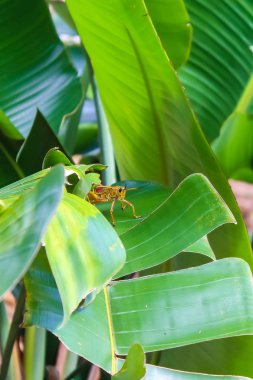 Florida Doğu lubber çekirge (Romalea guttata) Tropica içinde