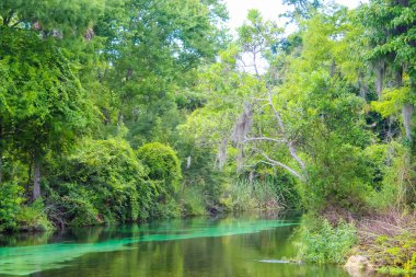 Kristal Berraklığında Weeki Wachee Springs