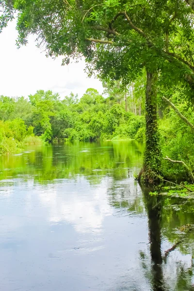 Weeki Wachee Springs Nehri