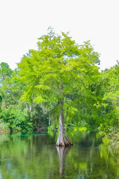 Weeki Wachee Springs Bir Ağaç