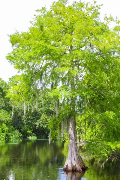 A Tree in Weeki Wachee Springs — Stock Photo, Image