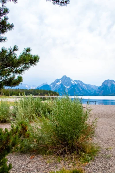 Arbustos con Jackson Lake en el fondo — Foto de Stock