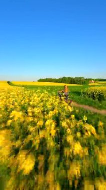 Güneşli bir bahar gününde sarı kolza tohumu tarlalarında motosiklet süren bir kadının FPV drone görüntüsü. Manzaralı kırsal alan.