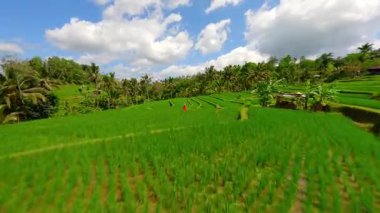 Endonezya, Bali 'de tropikal manzaralar ve palmiye ağaçlarıyla çevrili yeşil pirinç teraslarında yürüyen kırmızı elbiseli bir kadının sinematik FPV robot resmi. Seyahat ve doğa temaları için ideal.