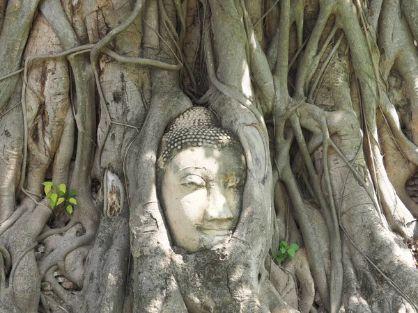 Ayutthaya Tayland Haziran 2019 Mahathat Tapınağında Bodhi Ağacının Kökü Ile — Stok fotoğraf
