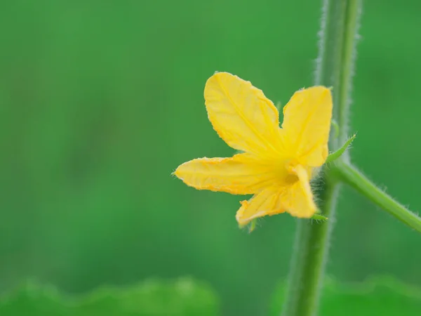 Una Flor Amarilla Colgando Árbol Fondo Verde — Foto de Stock