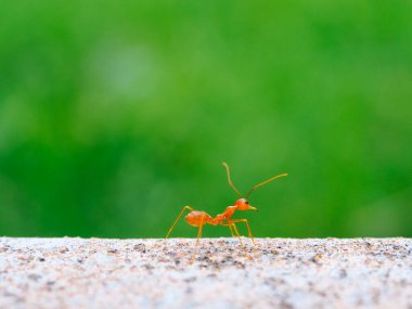 Yeşil yaprakların bulanık arka planında iyi görünen bir kırmızı karıncayı kapat.