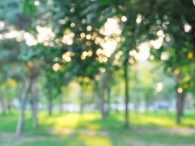 Odaklanamayan bokeh, yeşil ağaçların ve otlakların arka planlarını bulanıklaştırdı. Akşam vakti güneş ışığı.
