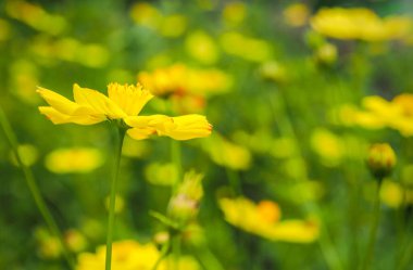 Bulanık arkaplan, yeşil yapraklar ve çiçekli sarı çiçekler.