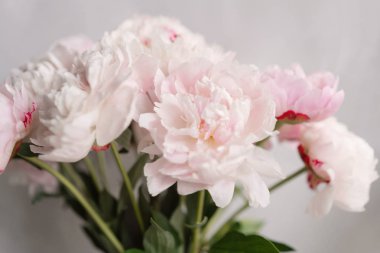 Sevimli ve güzel Şakayık. çok katmanlı yaprakları. Soluk pembe peonies çiçekler açık gri renkli bir grup. Duvar kağıdı, dikey fotoğraf