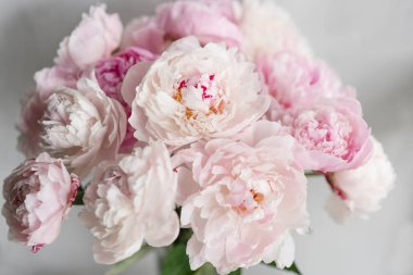 Sevimli ve güzel Şakayık. çok katmanlı yaprakları. Soluk pembe peonies çiçekler açık gri renkli bir grup. Duvar kağıdı, dikey fotoğraf
