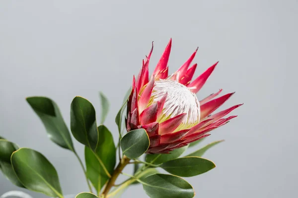 One large flower King Protea. Grows in South Africa. Gray background. — Stock Photo, Image