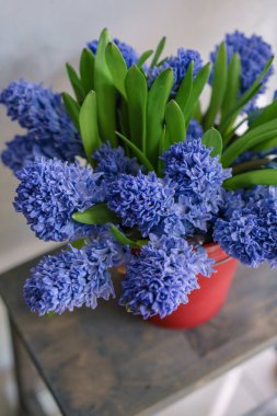 Güzel mavi sümbül buket. Yakın çekim bahar çiçekleri kırmızı cam aranjman. soğanlı bitki. Çiçek duvar kağıdı