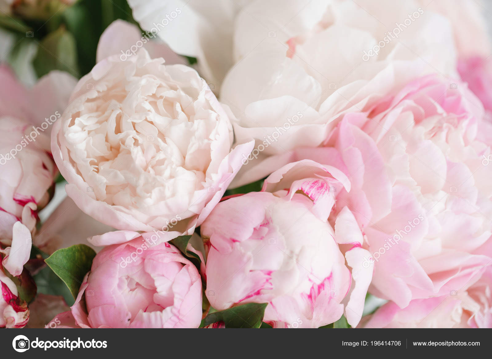 Schöne Blumen in Glasvase. schöner Strauß weißer und rosa Pfingstrosen. Florale Komposition ...