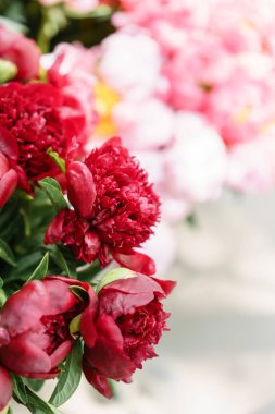 Cam vazo içinde sunulan güzel çiçekler. Kırmızı peonies güzel buket. Çiçek kompozisyon, sahne, gün ışığı. Duvar kağıdı