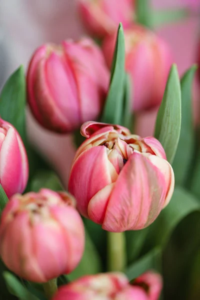 Tulpen aus nächster Nähe. mehrfarbige rosa Blütenknospe mit vielen Blütenblättern. Florales Hintergrundbild. schöne Blumen in Glasvase. schöner Frühlingsstrauß. Florale Komposition, Tageslicht. Tapete — Stockfoto