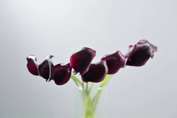 Bouquet of black calla lily flowers in a glass vase on a white background