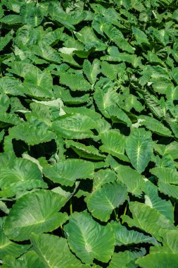 Büyük yeşil yapraklar. Sao Miguel, Azores su yeşil bitkiler orman. Portug, ne kadar. Duvar kağıdı