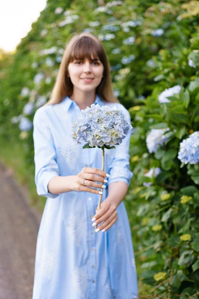 アジサイのガーデニング。サン ・ ミゲル、アゾレス諸島の公園に咲く魔法の長い青いドレスの若い美しい女性の肖像画。ポルトガル. — ストック写真