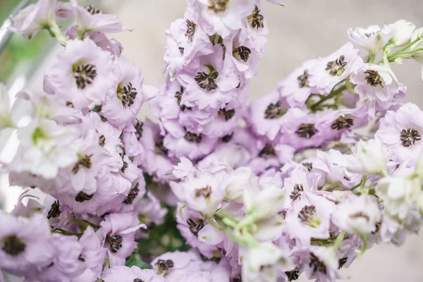 Λιλά Delphiniums σε γυάλινο βάζο γκρι τραπέζι. Καλοκαίρι ταπετσαρία. Επιλεκτική εστίαση. Λουλούδι κατάστημα έννοια. — Φωτογραφία Αρχείου