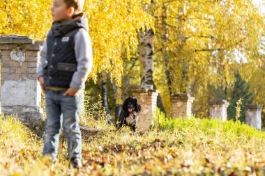 bir siyah Rus Spaniel Park ile mutlu bir çocuk. Bright sonbahar günü. Sarı yapraklar ağaçlarıyla. Sıcak Ekim