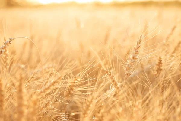 Campo di grano. Orecchie di grano dorato da vicino. Paesaggio rurale sotto il tramonto splendente. primo piano — Foto Stock