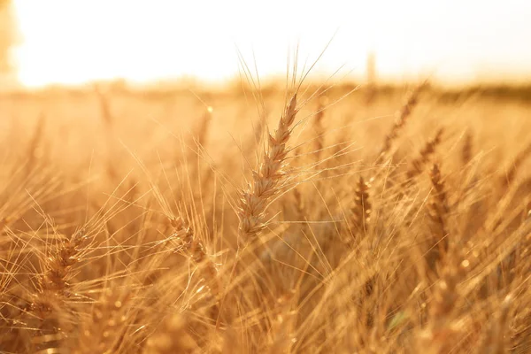 Teren de grâu. Urechile de grâu auriu se închid. Peisaj rural sub apusul soarelui strălucitor. Închidere — Fotografie, imagine de stoc