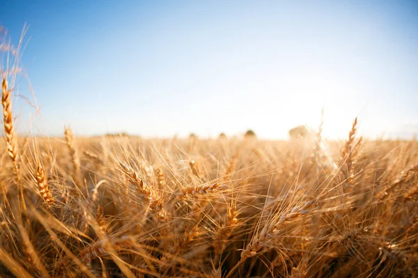 Campo di grano. Orecchie di grano dorato da vicino. Paesaggio rurale sotto il tramonto splendente. messa a fuoco selettiva da vicino — Foto Stock