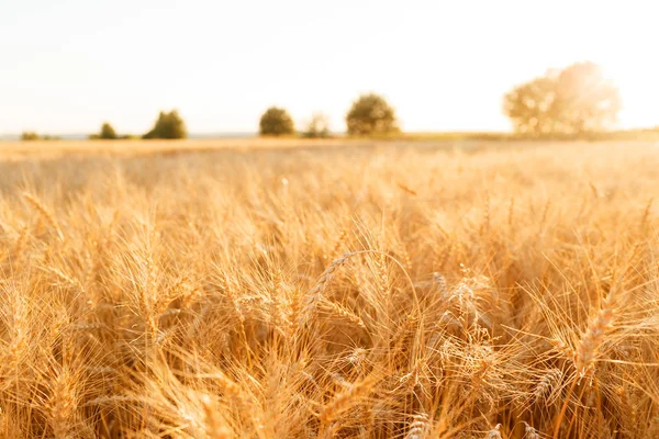 Campo di grano. Orecchie di grano dorato da vicino. Paesaggio rurale sotto il tramonto splendente. messa a fuoco selettiva da vicino — Foto Stock