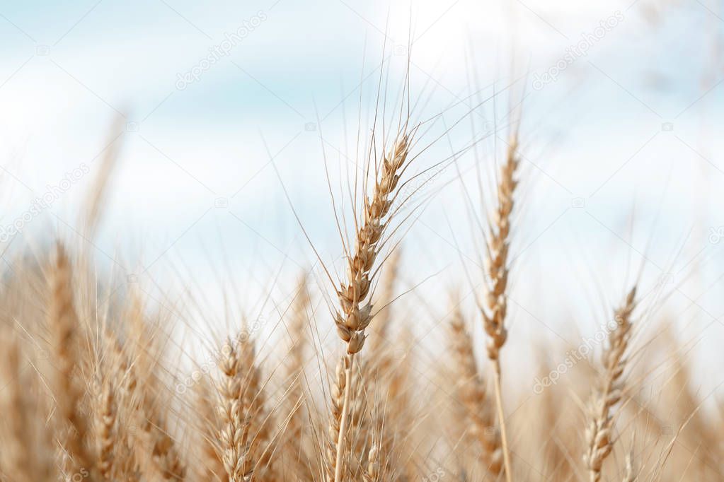 Wheat field. Ears of golden wheat close up. Rural Scenery under Shining Sunlight.