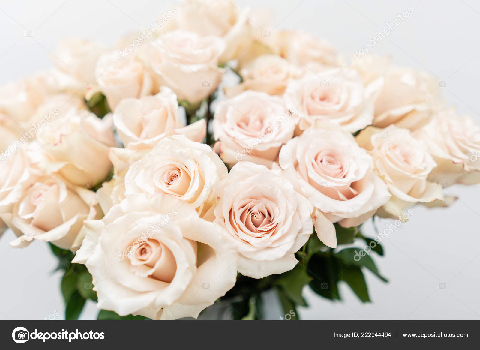 Couleurs Pastel Belles Roses Roses Clair Dans Le Seau Sur