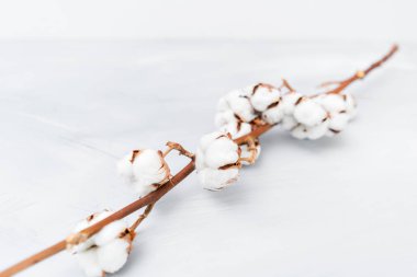 Üç şube Kuru çiçekler. Beyaz Pamuk çiçek rustik ahşap tablo