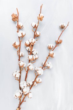 Üç şube Kuru çiçekler. Beyaz Pamuk çiçek rustik ahşap tablo