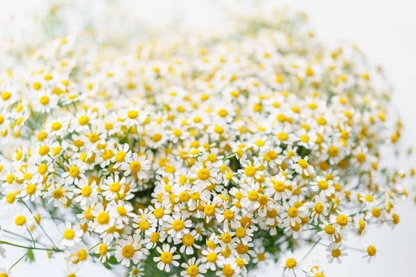 Daisy flowers. Summer background. Bouquet of camomiles present for Mothers Day. — Φωτογραφία Αρχείου