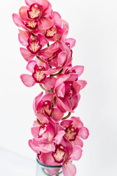 Όμορφα άνθη ροζ ορχιδέας Cymbidium. Αρκετά εξωτικό ιαπωνικό λουλούδια κήπων, τροπικές ορχιδέες σε πλήρη άνθιση. — Φωτογραφία Αρχείου