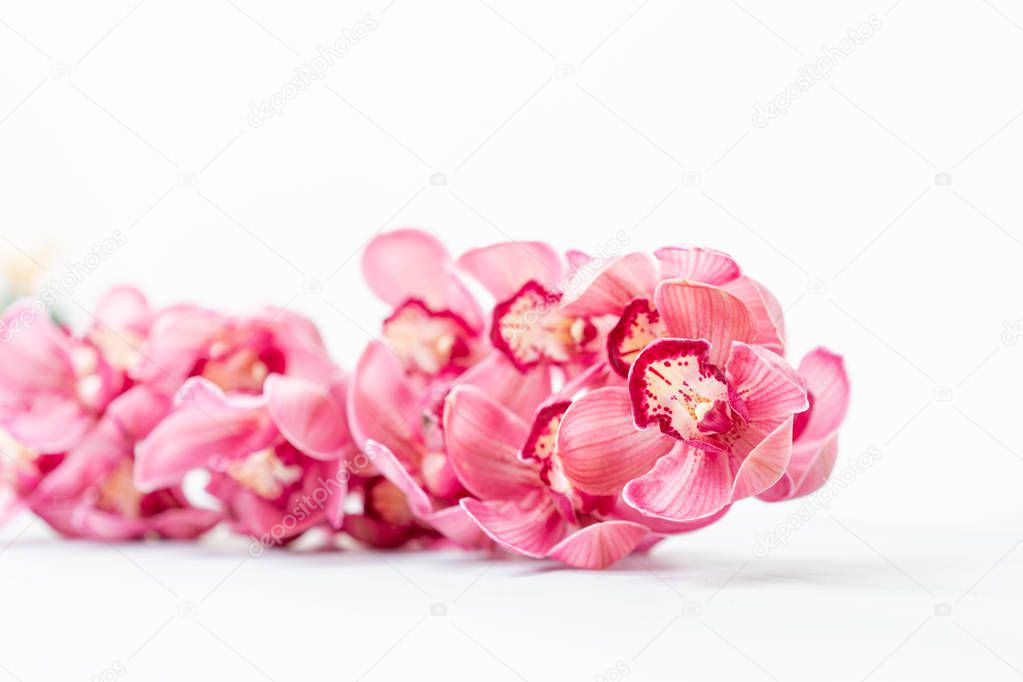 Beautiful pink blossoms of Cymbidium orchids. Pretty exotic Japanese garden flowers, tropical orchids in full bloom.