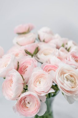 Düğünçiçeği asiaticus veya Farsça Buttercup. Pastel pembe çiçeği bir grup. Açık gri renkli, cam vazo. Duvar kağıdı, çiçek doku