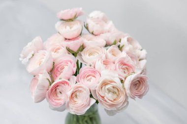 Düğünçiçeği asiaticus veya Farsça Buttercup. Pastel pembe çiçeği bir grup. Açık gri renkli, cam vazo. Duvar kağıdı, çiçek doku