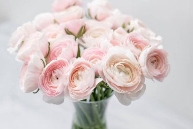 Düğünçiçeği asiaticus veya Farsça Buttercup. Pastel pembe çiçeği bir grup. Açık gri renkli, cam vazo. Duvar kağıdı, çiçek doku