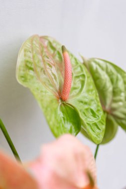 pembe ve yeşil antoryum. Açık gri renkli, cam vazo. Duvar kağıdı, çiçek doku