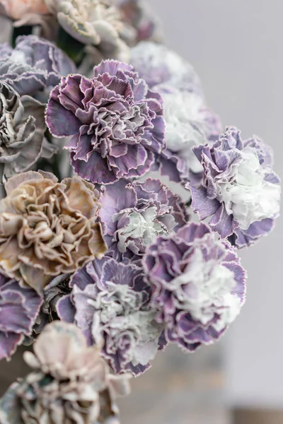 Bouquet of carnation flowers unusual color. Spring background. Clove bunch present for Mothers Day. — Stock Photo, Image