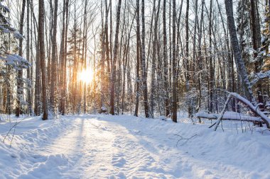 Şafak soğuk sabah. Kış manzara soğuk ağaçlar, beyaz kar ve mavi gökyüzü. Sakin kış doğa güneş ışığı altında Park