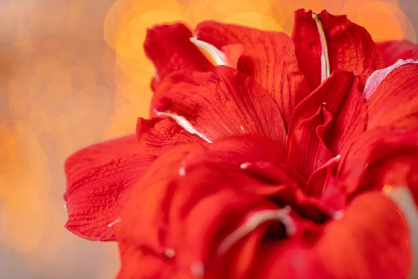 Feche de um amaryllis vermelho. Flores Amarilis em vaso de vidro. Garland bokeh no fundo. Papel de parede — Fotografia de Stock