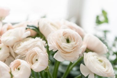 Cam vazolarda İranlı düğün çiçeği. Bir demet soluk pembe ranunculus çiçekleri ışık arka plan. Duvar kağıdı. Kış mevsimi çiçekleri