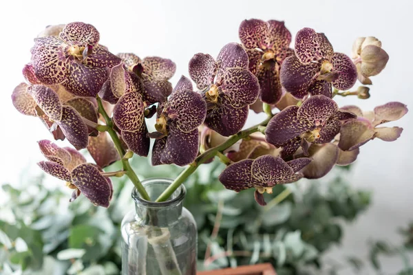 Japanese Wanda Orchid, dark purple. Bunch unusual in glass vase. Bouquet flowers on light and green background. . Wallpaper.