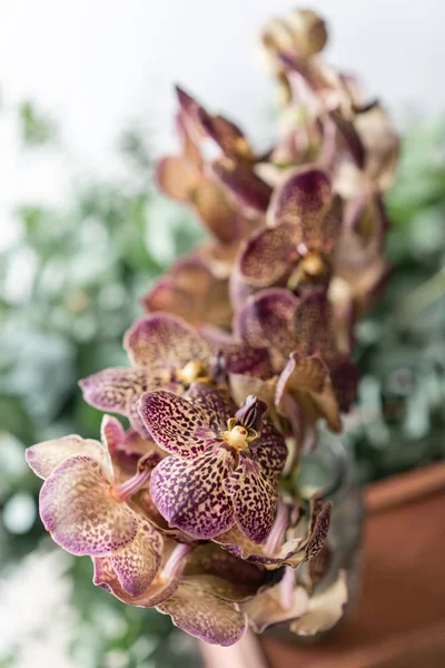 Japanese Wanda Orchid, dark purple. Bunch unusual in glass vase. Bouquet flowers on light and green background. . Wallpaper.