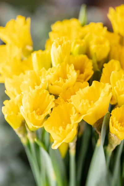Bouquets de narcisos amarelos. Flores de primavera do jardineiro holandês. Conceito de florista numa florista. Papel de parede . — Fotografia de Stock